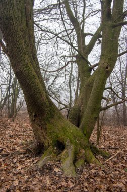 Ağaçlı hüzünlü sisli bir manzara, gri sisli depresif ruh hali, sonbahar ve kış kasvetli sezonu boyunca Nemosicka stran