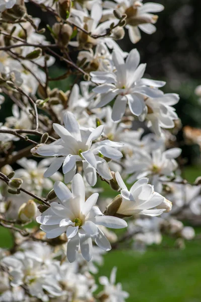 Star Magnolia Stellata Early Spring Flowering Shrub Beautiful Flowers Bright — Stock Photo, Image