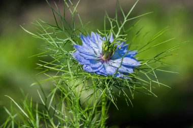 Nigella Damascena, yaz başında çiçek açan bir bitki. Parlak mavi çiçeklerin farklı tonlarında, küçük yeşil çalılıklarda, süs bahçesinde.