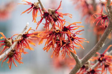 Hamamelis 'in intermedya portakalı, bahar çiçeği, muhteşem cadı fındığı, dallarda açan turuncu çiçek grubu.