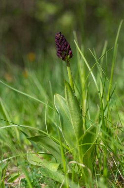 Lady Orchid Purpurea koruma altındaki bitkiler, uzun yeşil saplı güzel mor beyaz çiçekler tomurcuklarla birlikte çiçek açarlar.