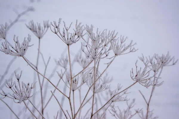 Bei Trübem Wetter Mit Schnee Bedeckte Zweige Pflanzen — Stockfoto