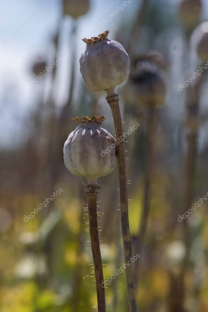Graines De Papaver Somniferum à Haut Taux De Maroc - Foto 2