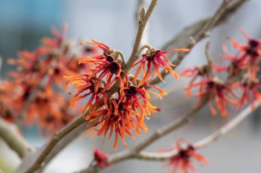 Hamamelis 'in intermedya portakalı, bahar çiçeği, muhteşem cadı fındığı, dallarda açan turuncu çiçek grubu.