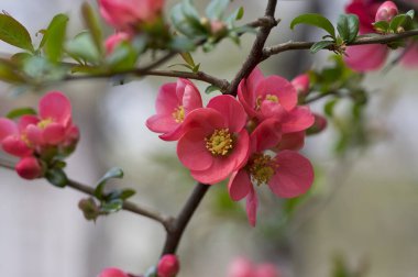 Chaenomeles japonica maules quince quince çiçekli çalı, ilkbahar dallarında açan güzel pembe çiçekler, süslü çalılar