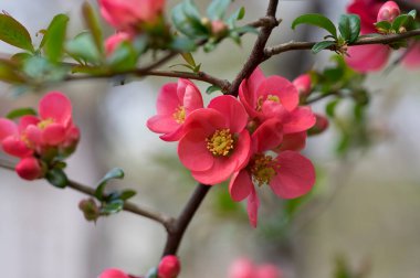 Chaenomeles japonica japanese maules quince flowering shrub, beautiful pink flowers in bloom on springtime branches, ornamental bush clipart