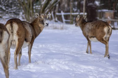 Kışın otlakta otlayan yabani koyun sürüsü, karda yürüyen güzel soğuk hava, gün ışığında tüylü vahşi hayvan memelileri kaplıyor.