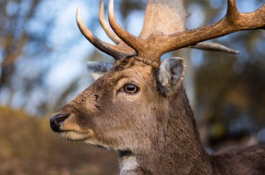 Dama Avrupalı nadasa geyik kahverengisi renk sonbahar mevsiminde çayırda yabani memeli, güzel orman hayvanı
