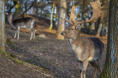 Dama Avrupalı nadasa geyik kahverengisi renk sonbahar mevsiminde çayırda yabani memeli, güzel orman hayvanı