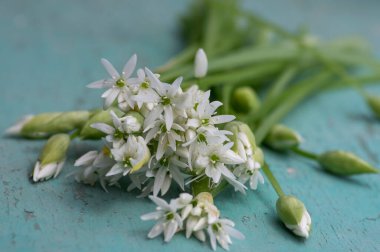 Allium ursinum yaban ayıları çiçek açmış sarımsak çiçekleri, beyaz Ramsonlar tomurcuklanan bitkiler ve kırsal antika masa üzerinde yenebilir yeşil yapraklar.