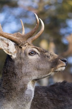 Dama Avrupalı nadasa geyik kahverengisi renk sonbahar mevsiminde çayırda yabani memeli, güzel orman hayvanı