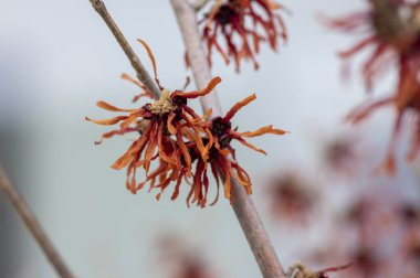 Hamamelis 'in intermedya portakalı, bahar çiçeği, muhteşem cadı fındığı, dallarda açan turuncu çiçek grubu.