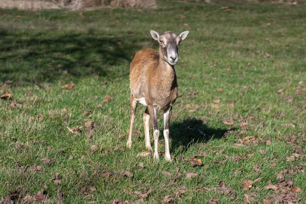Mouflon Sauvage Mouton Une Femelle Broutant Dans Les Pâturages Plein — Photo