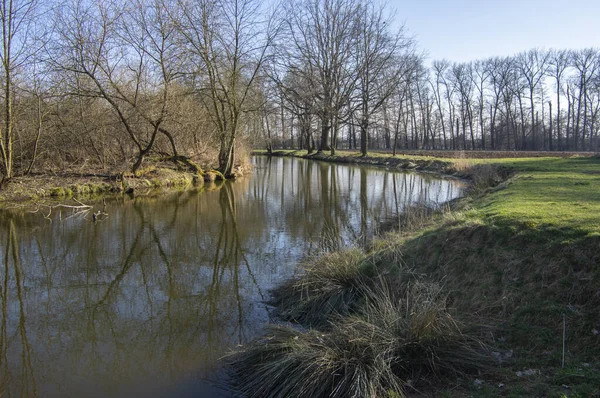 Naturligt Läge Podkove Nära Chrudima Floden Oxbow Omgiven Träd Och — Stockfoto