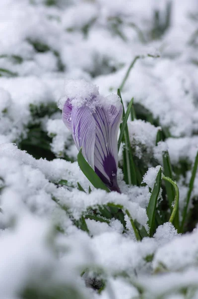 Pole Kwitnących Roślin Crocus Vernus Pokryte Śniegiem Grupa Jasnych Kolorowych — Zdjęcie stockowe