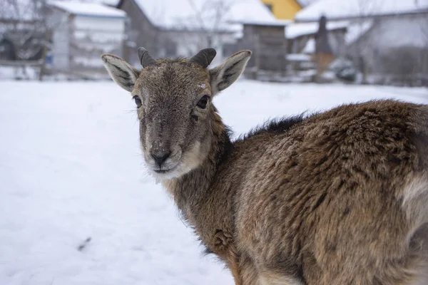 Mandria Pecore Muflone Selvatico Pascolo Durante Inverno Piedi Nella Neve — Foto Stock