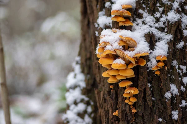 Flammulina Velutipes Mushroom Wooden Log Dark Bark Forest Winter Season — Stock Photo, Image