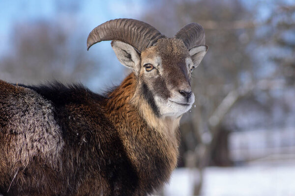 Стадо диких овец муфлон на пастбище в зимнее время ходьба по снегу, красивая холодная погода покрытые пушистыми животными млекопитающих при дневном свете