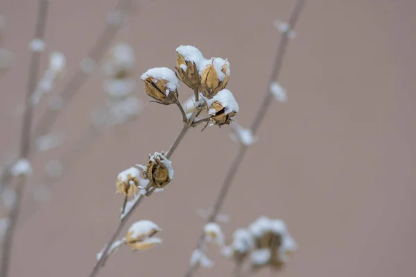 Hibiscus Syriacus Verblasste Blüten Braune Farbe Syrische Ketmia Rosenmalvenzweige Mit — Stockfoto