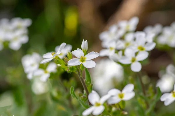 アラビスCaucasicaアラビス山ロッククレス春咲きの植物 庭に咲く白い花弁の原因となるロックレス花 — ストック写真