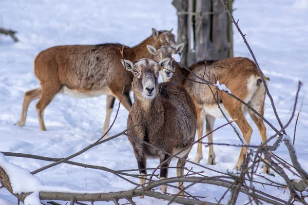 Kışın Otlakta Otlayan Yabani Koyun Sürüsü Karda Yürüyen Güzel Soğuk — Stok fotoğraf