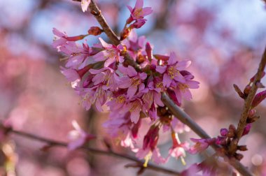 Prunus incam okame kiraz süsleri çiçek açmış küçük ağaç çiçekleri, güzel pembe bitkiler bahar zamanı dalları