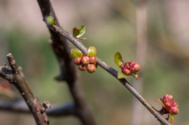 Chaenomeles japonica maules quince quince çiçekli çalı, ilkbahar dallarında açan güzel pembe çiçekler, süslü çalılar