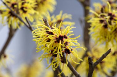 Hamamelis intermedya sarı kış çiçekleri, şaşırtıcı cadı fındığı grubu Arnold dallarda çiçek açacağına söz verdi.