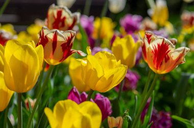 Çeşitli parlak gökkuşağı renklerinde laleler, güzel bir buket kırmızı ve beyaz bitkilerle dolu muhteşem bir bahçe.