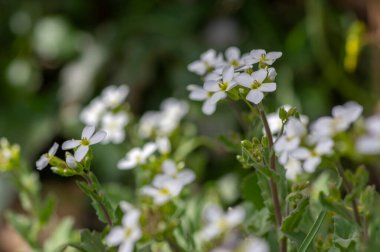 Arap Kafkasya Dağları Kayası Kayası İlkbahar Çiçek açan bitki, Bahçede beyaz taç yaprakları açan Kafkasya kayalık teresi çiçekleri