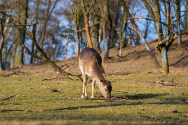 Dama Avrupalı nadasa geyik kahverengisi renk sonbahar mevsiminde çayırda yabani memeli, güzel orman hayvanı vahşi yaşam