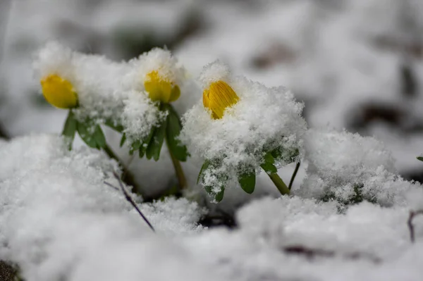 Eranthis Hyemalis Inverno Aconito Fiori Fiore Belle Piante Primaverili Gialle — Foto Stock