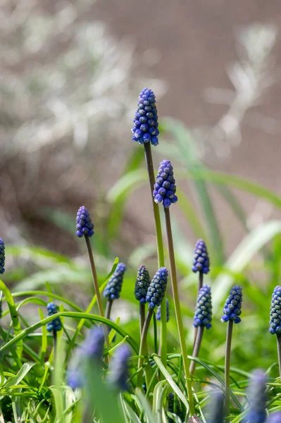 Muscari Armeniacum Dísznövény Tavaszi Virágok Virágzó Örmény Szőlő Jácint Virágzó — Stock Fotó