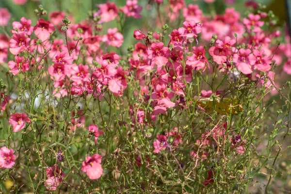 Diascia Fetcaniensis Rosa Lila Blommande Tvillingblomma Grupp Små Blommor Blom — Stockfoto