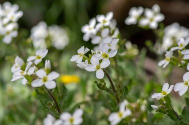 Arap Kafkasya Dağları Kayası Kayası İlkbahar Çiçek açan bitki, Bahçede beyaz taç yaprakları açan Kafkasya kayalık teresi çiçekleri
