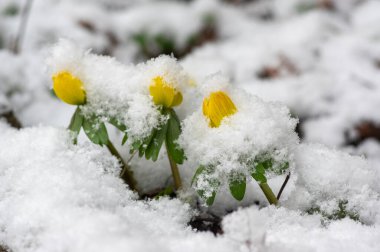 Eranthis hyemalis winter aconite flowers in bloom, beautiful first spring time yellow flowering plants covered with white Snow
