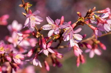 Prunus incam okame kiraz süsleri çiçek açmış küçük ağaç çiçekleri, güzel pembe bitkiler bahar zamanı dalları
