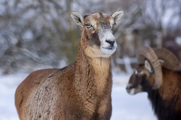 冬の間 牧草地で野生のムクロフンの羊の群れが雪の中を歩く 美しい寒さは日光の下で毛皮の野生動物をコーティング — ストック写真