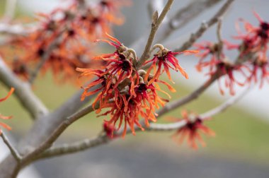 Hamamelis 'in intermedya portakalı, bahar çiçeği, muhteşem cadı fındığı, dallarda açan turuncu çiçek grubu.