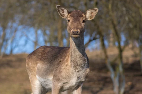 Dama Avrupalı nadasa geyik kahverengisi renk sonbahar mevsiminde çayırda yabani memeli, güzel orman hayvanı vahşi yaşam