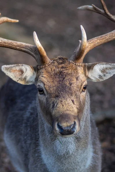 Dama Avrupalı nadasa geyik kahverengisi renk sonbahar mevsiminde çayırda yabani memeli, güzel orman hayvanı
