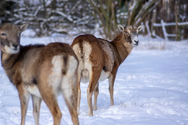 Kışın otlakta otlayan yabani koyun sürüsü, karda yürüyen güzel soğuk hava, gün ışığında tüylü vahşi hayvan memelileri kaplıyor.