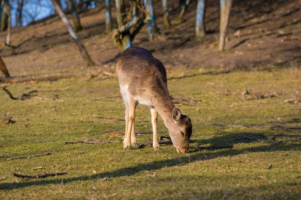 Dama Avrupalı nadasa geyik kahverengisi renk sonbahar mevsiminde çayırda yabani memeli, güzel orman hayvanı vahşi yaşam