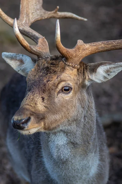 Dama Avrupalı nadasa geyik kahverengisi renk sonbahar mevsiminde çayırda yabani memeli, güzel orman hayvanı
