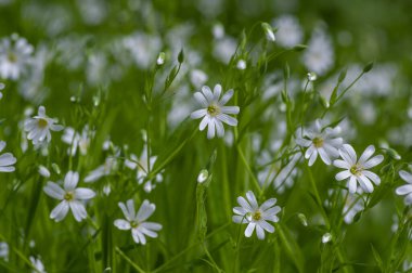 Stellaria holostea parlak beyaz vahşi orman bitkileri, rabelera daha büyük starwort katkı çiçekleri çiçek, yeşil yapraklar