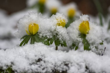 Eranthis hyemalis winter aconite flowers in bloom, beautiful first spring time yellow flowering plants covered with white Snow