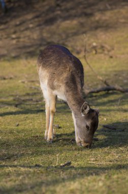 Dama Avrupalı nadasa geyik kahverengisi renk sonbahar mevsiminde çayırda yabani memeli, güzel orman hayvanı vahşi yaşam