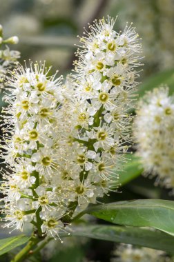 Prunus laurocerasus kiraz çiçekli bitkiler, çalılıklardaki beyaz çiçekler, yeşil yapraklar