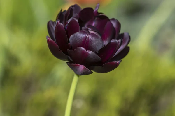 Tulipa Hybrida Diamante Negro Púrpura Oscuro Planta Floración Violeta Flores — Foto de Stock