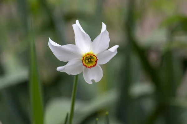 Narcissus Poeticus Leuchtend Weiße Zierpflanze Gruppe Schöner Frühlingsblumen Garten Hoher — Stockfoto